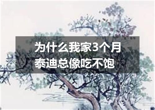 为什么我家3个月泰迪总像吃不饱