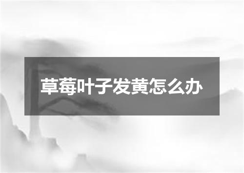 草莓叶子发黄怎么办