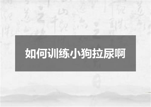 如何训练小狗拉尿啊