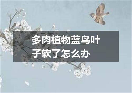 多肉植物蓝鸟叶子软了怎么办