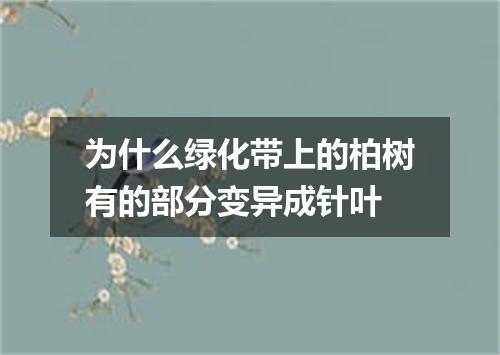 为什么绿化带上的柏树有的部分变异成针叶