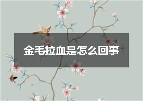 金毛拉血是怎么回事