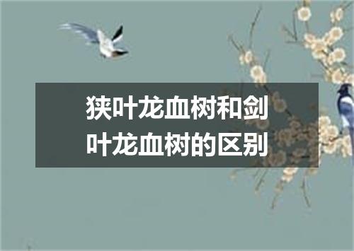 狭叶龙血树和剑叶龙血树的区别
