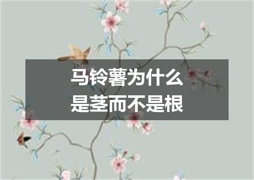 马铃薯为什么是茎而不是根