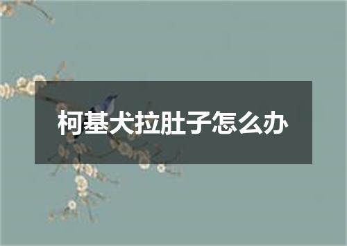 柯基犬拉肚子怎么办