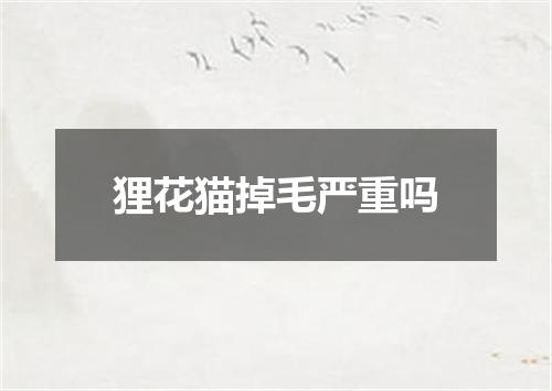 狸花猫掉毛严重吗