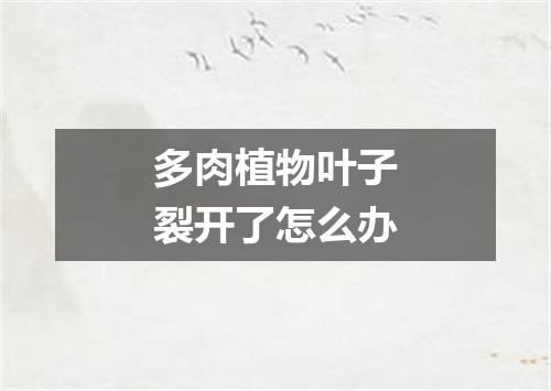 多肉植物叶子裂开了怎么办