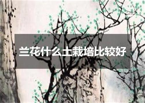 兰花什么土栽培比较好