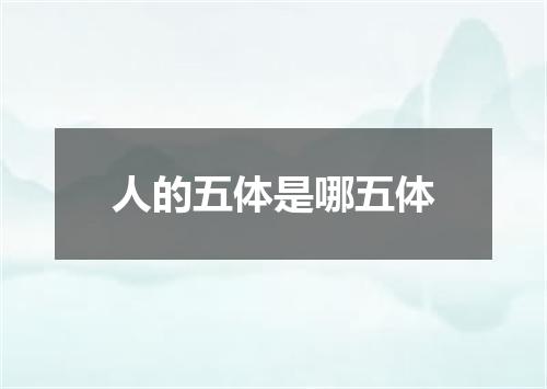 人的五体是哪五体