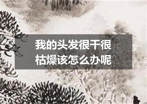 我的头发很干很枯燥该怎么办呢