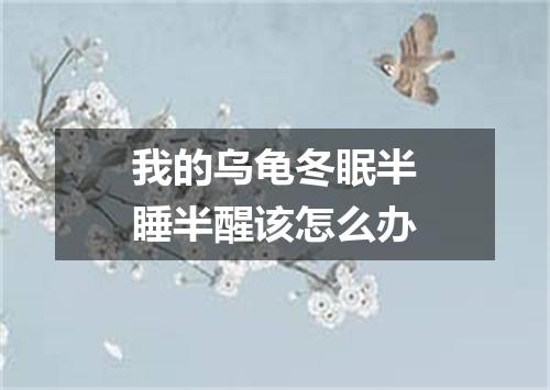 我的乌龟冬眠半睡半醒该怎么办
