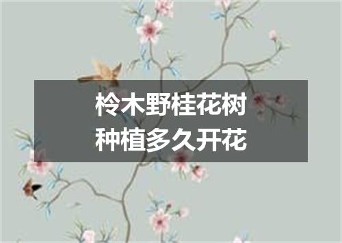 柃木野桂花树种植多久开花