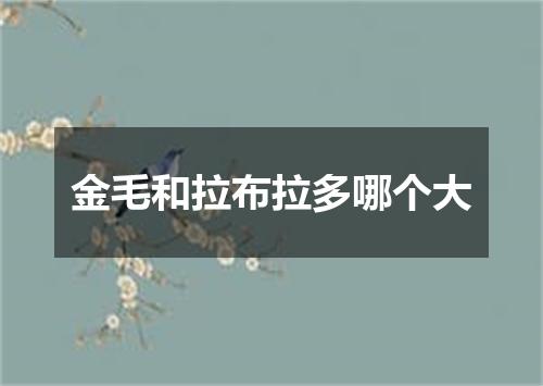 金毛和拉布拉多哪个大