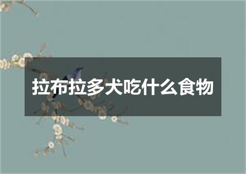 拉布拉多犬吃什么食物