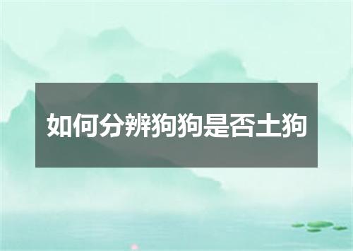 如何分辨狗狗是否土狗