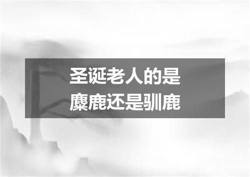 圣诞老人的是麋鹿还是驯鹿