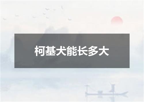 柯基犬能长多大