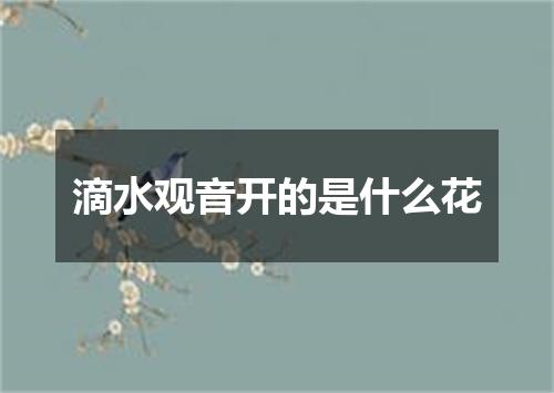 滴水观音开的是什么花