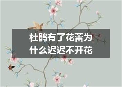 杜鹃有了花蕾为什么迟迟不开花