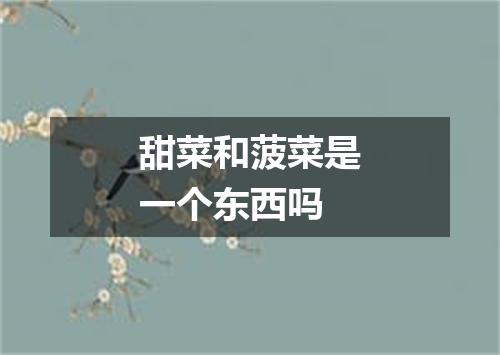 甜菜和菠菜是一个东西吗