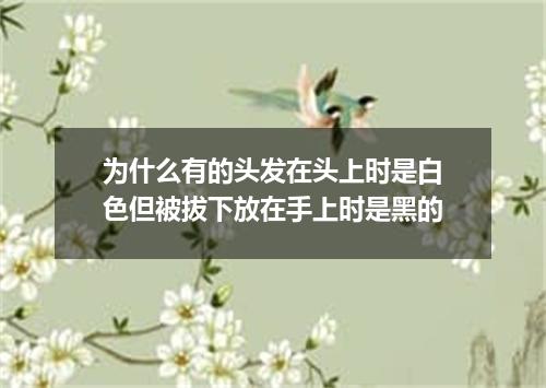 为什么有的头发在头上时是白色但被拔下放在手上时是黑的
