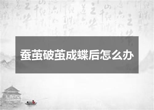 蚕茧破茧成蝶后怎么办