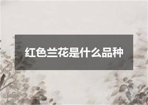 红色兰花是什么品种