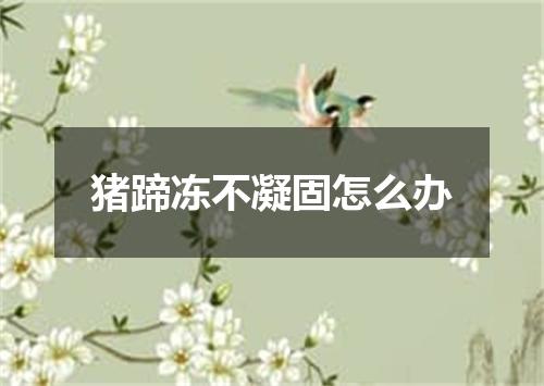 猪蹄冻不凝固怎么办