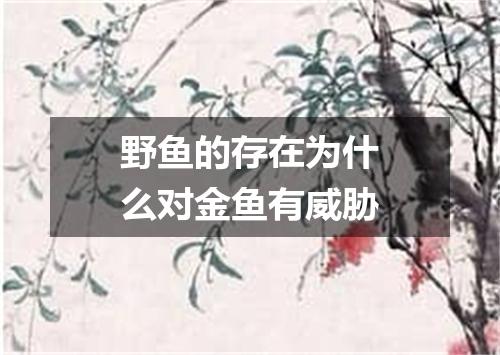 野鱼的存在为什么对金鱼有威胁