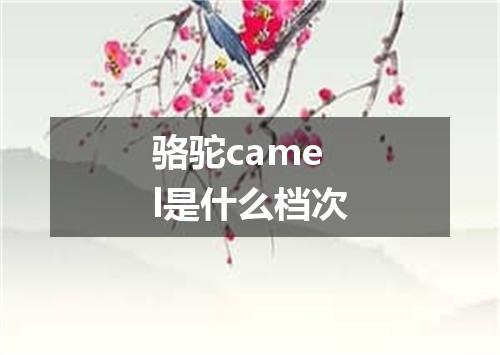 骆驼camel是什么档次