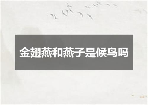 金翅燕和燕子是候鸟吗