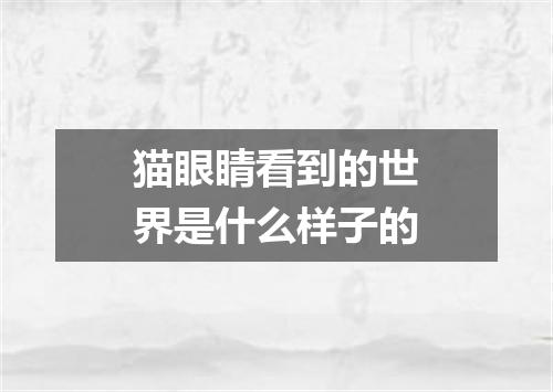 猫眼睛看到的世界是什么样子的