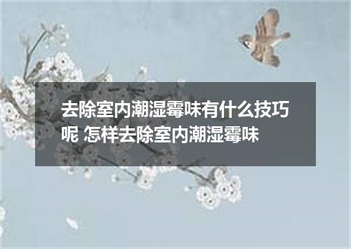 去除室内潮湿霉味有什么技巧呢 怎样去除室内潮湿霉味