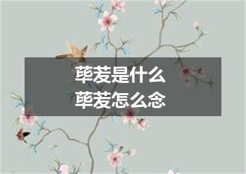 荜苃是什么 荜苃怎么念