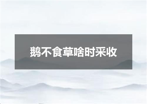 鹅不食草啥时采收