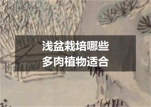 浅盆栽培哪些多肉植物适合