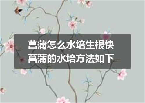 菖蒲怎么水培生根快 菖蒲的水培方法如下