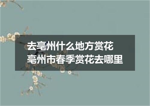 去亳州什么地方赏花 亳州市春季赏花去哪里
