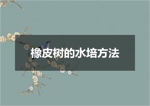 橡皮树的水培方法