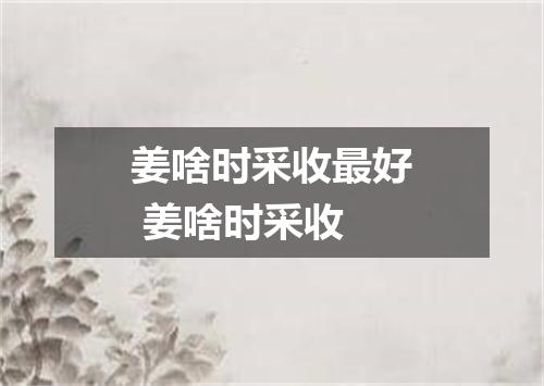姜啥时采收最好 姜啥时采收