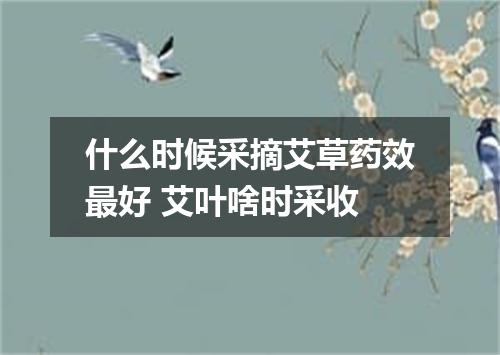 什么时候采摘艾草药效最好 艾叶啥时采收
