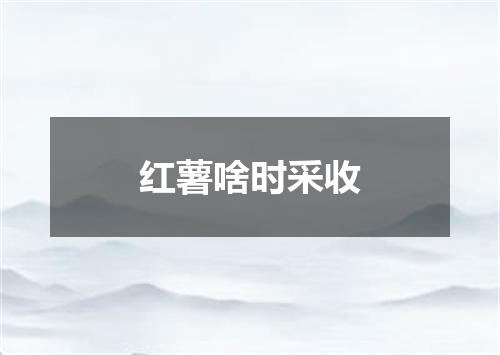红薯啥时采收