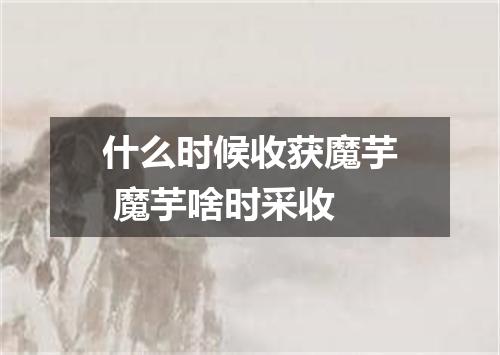 什么时候收获魔芋 魔芋啥时采收