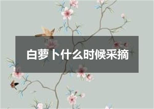 白萝卜什么时候采摘