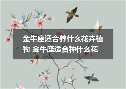 金牛座适合养什么花卉植物 金牛座适合种什么花