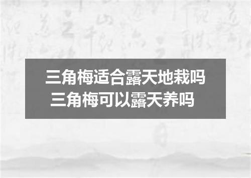 三角梅适合露天地栽吗 三角梅可以露天养吗