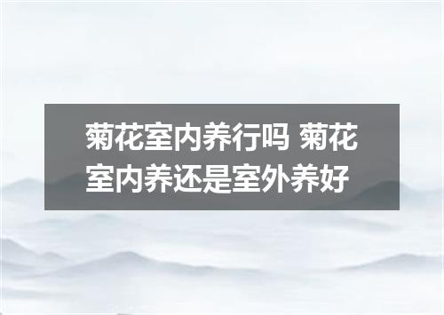 菊花室内养行吗 菊花室内养还是室外养好