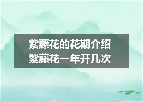 紫藤花的花期介绍 紫藤花一年开几次