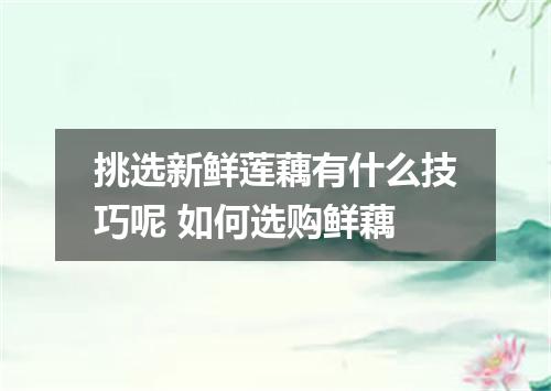 挑选新鲜莲藕有什么技巧呢 如何选购鲜藕