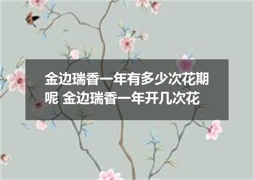 金边瑞香一年有多少次花期呢 金边瑞香一年开几次花